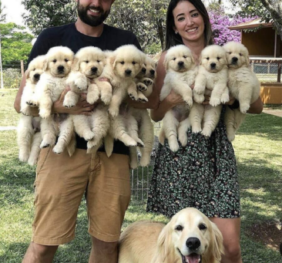 golden mamma mostra con fierezza cuccioli