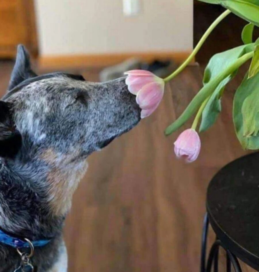 cane simpatico fiore