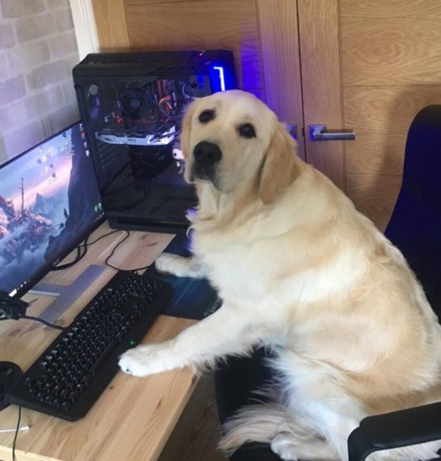 cane computer gioca