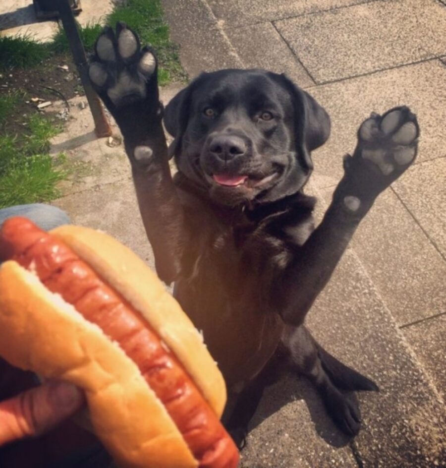 cucciolo panino zampe