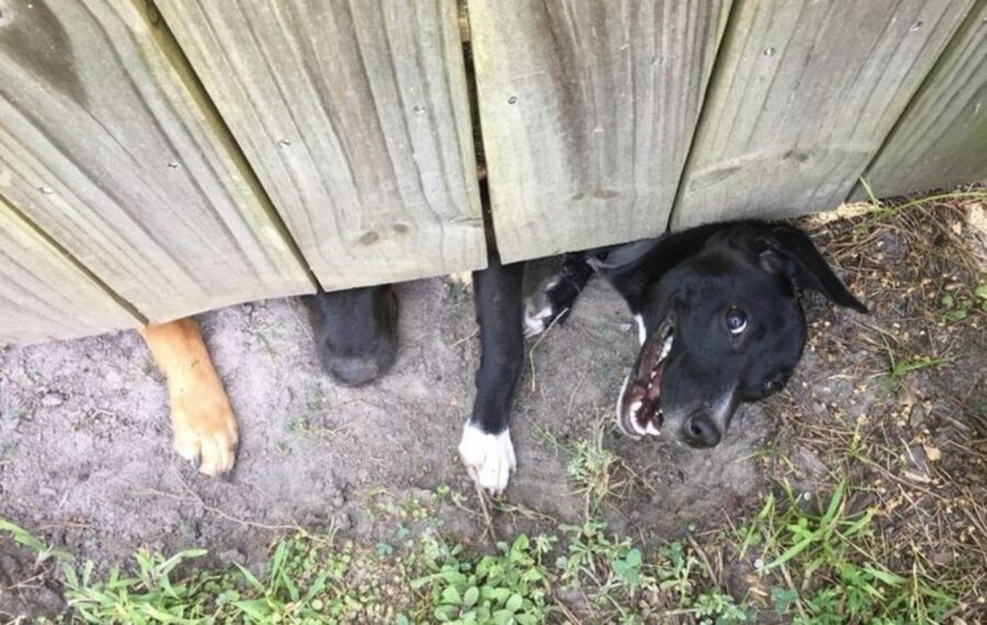 cane legno recinzione