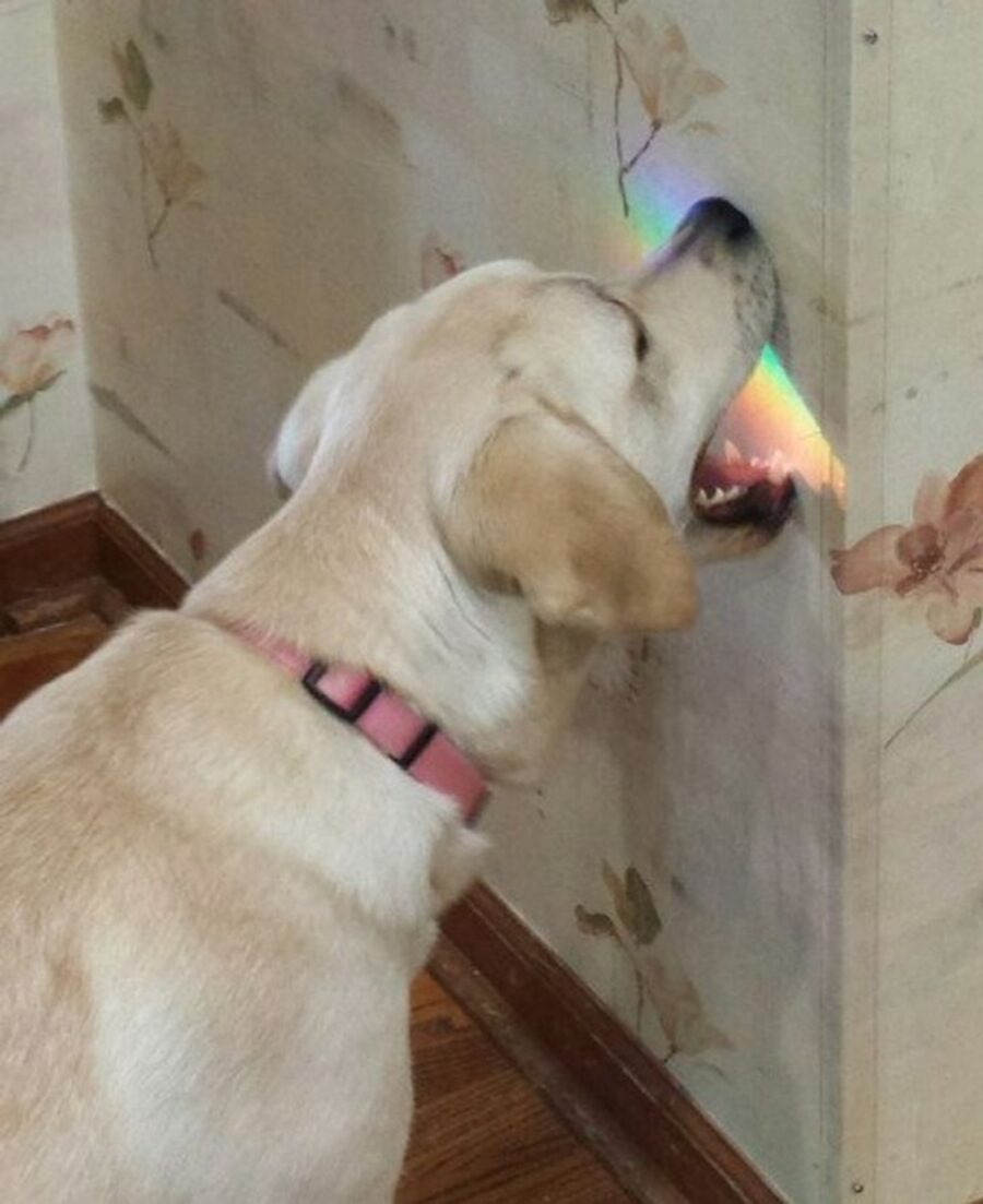 cane mangiare luce