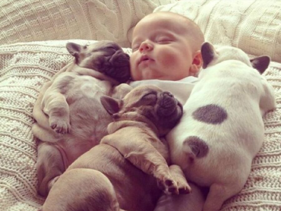 cuccioli di cane fraternità con bambino