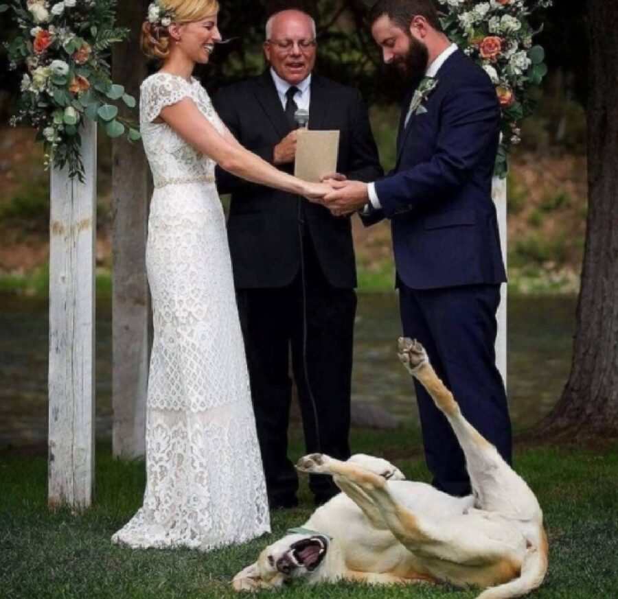 cane fa il pazzo durante cerimonia