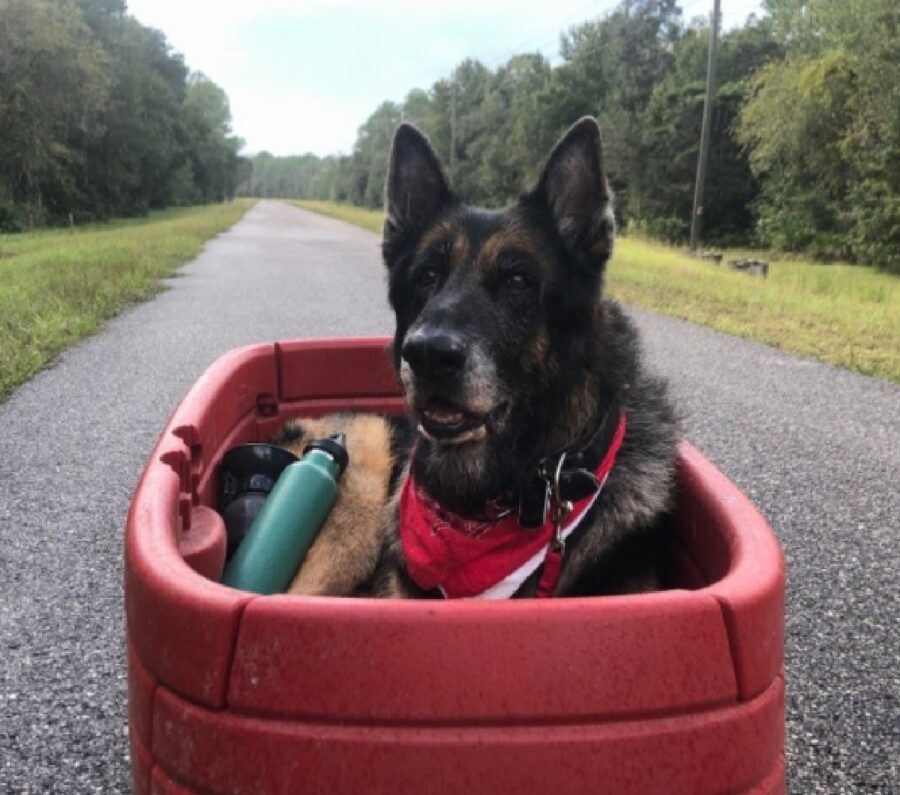 cane dentro carretto rosso