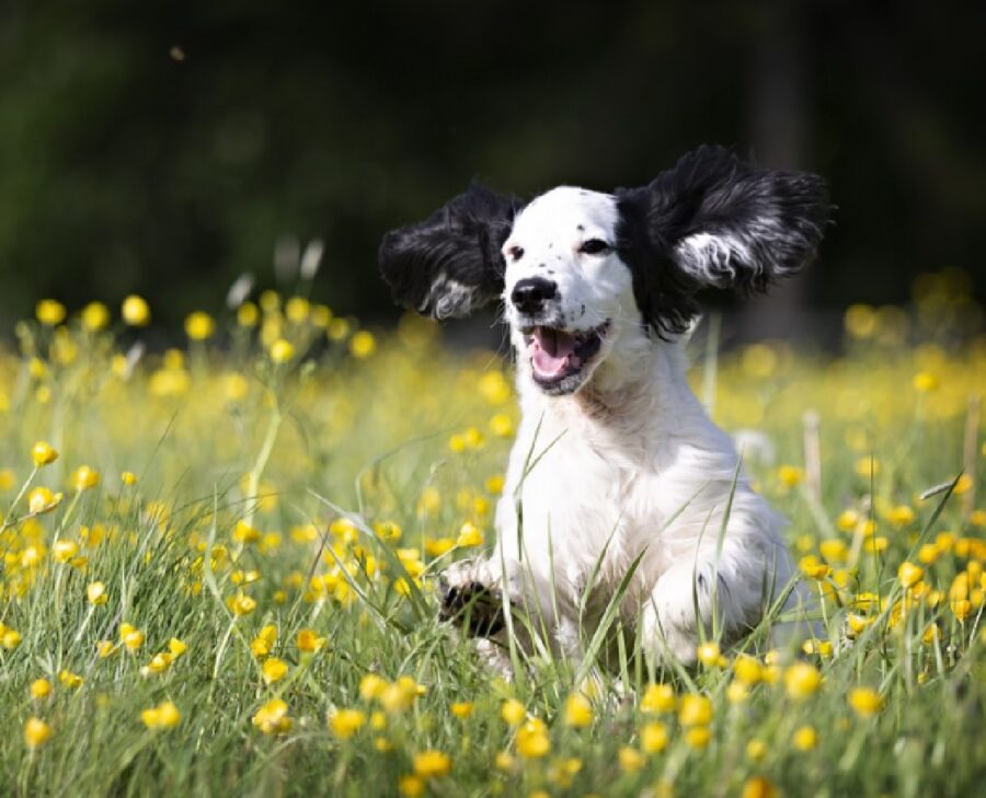 cane corre in campo di fiori