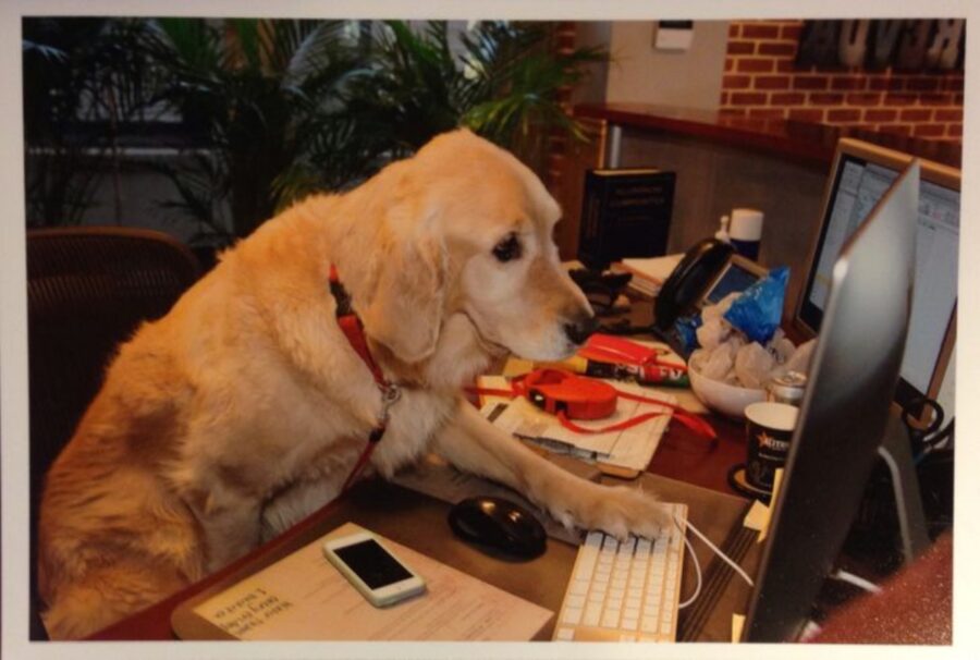 cane computer lavoro