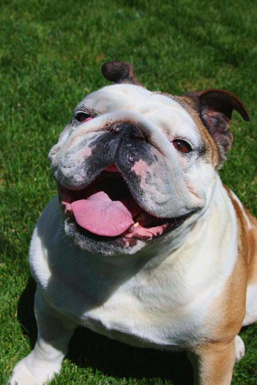 bulldog inglese buffo