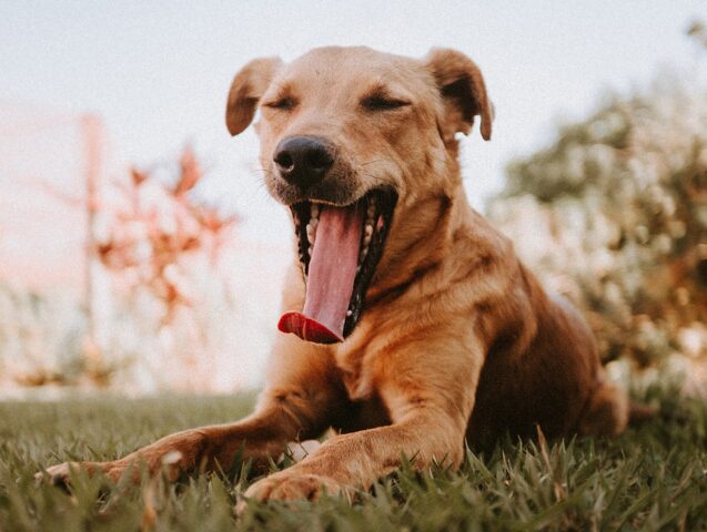 8 divertentissime foto di cani che affrontano il lunedì mattina