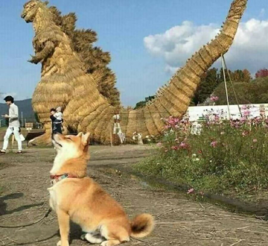 cucciolo cane godzilla spalle