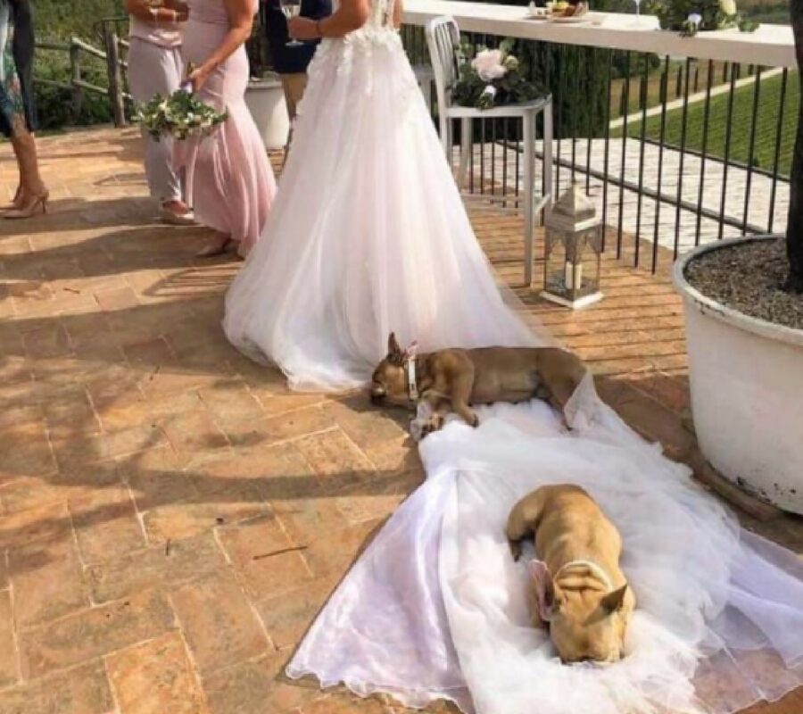 cane vestito sposa atteggiamento 