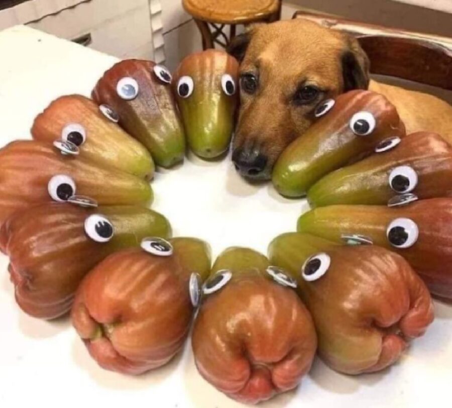 cane si mimetizza verdura