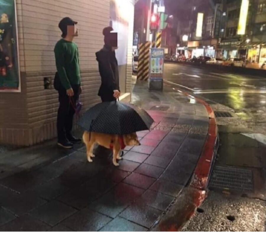 cane sera di pioggia