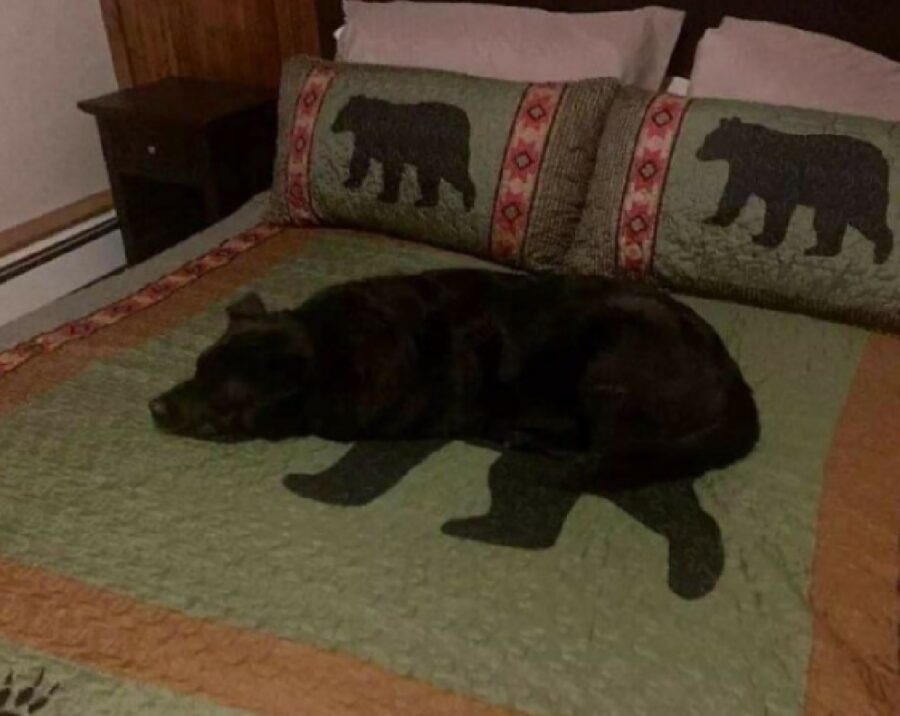 cane coperta sembra orso