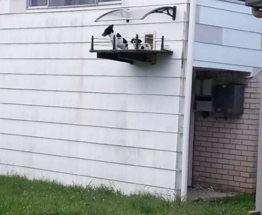 cuccioli su balconcino apposito