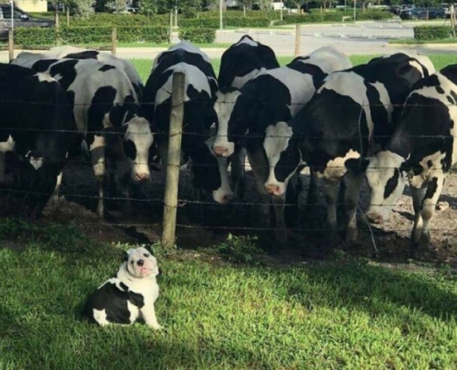 cane intruso fra le mucche