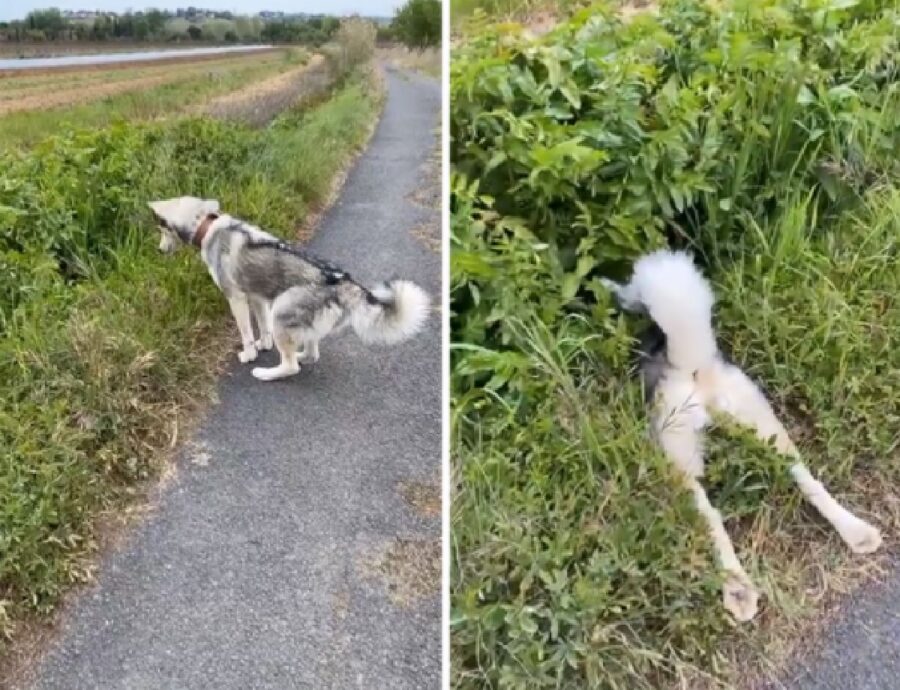 cane intravede qualcosa in mezzo piante