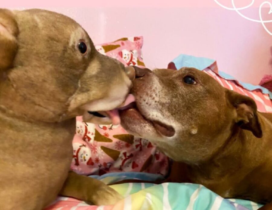 cane bacio al nuovo amico