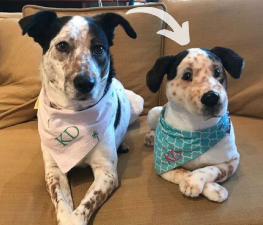 cane con bandana azzurra non vero