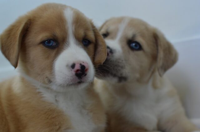 8 foto di cani che conoscono per la prima volta i loro sosia