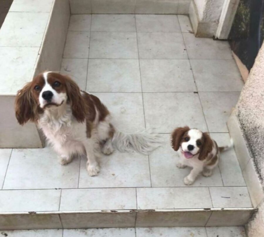 coppia cani cocker spaniel