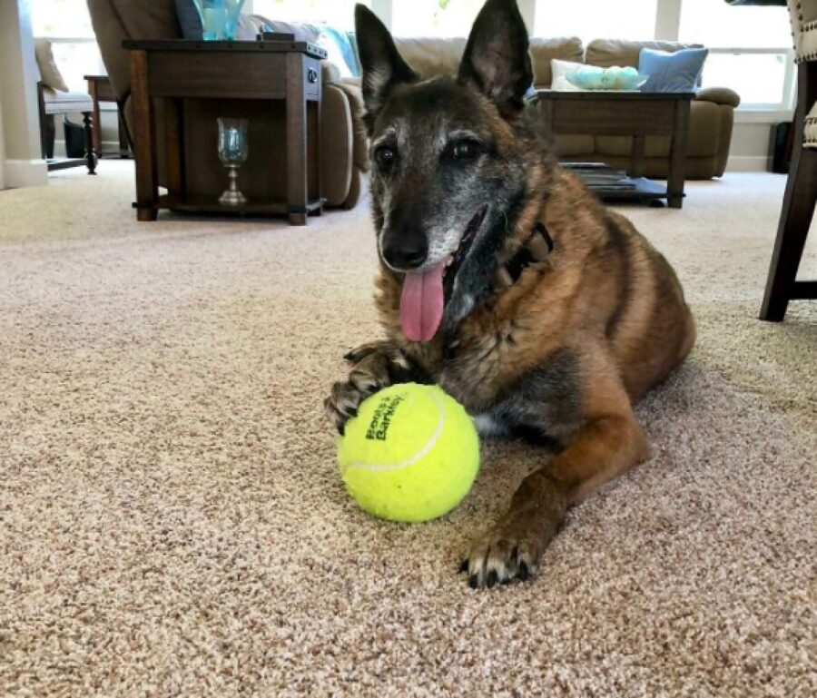 cane pastore pallina tennis