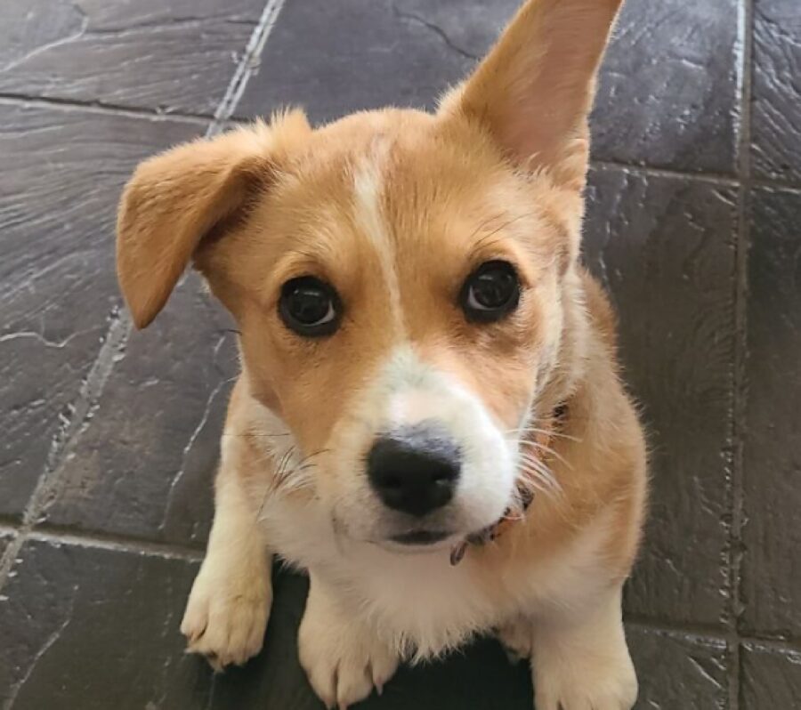 cane orecchio alzato rispetto all'altro