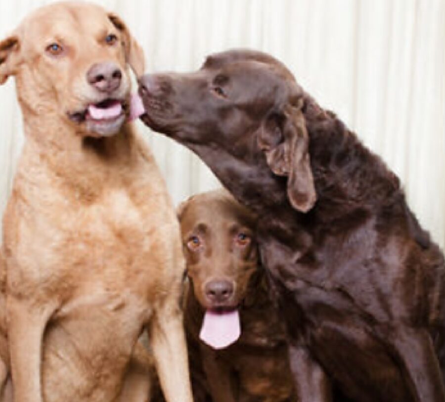 cane bacio verso fratello