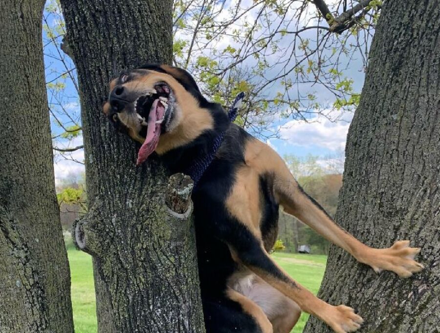 cane fra rami albero felicità