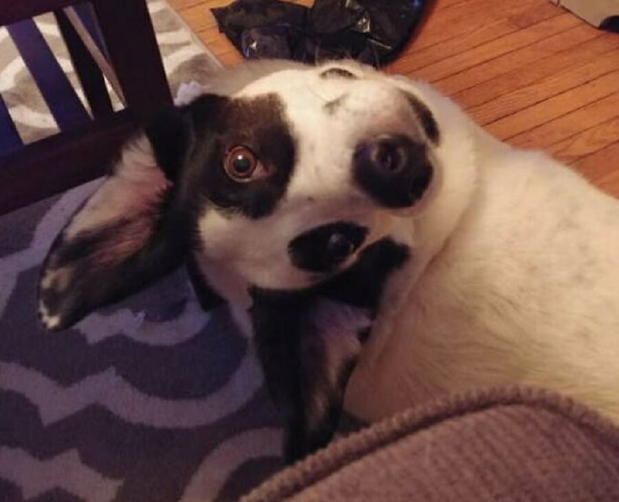 cane gira dall'altro lato testa