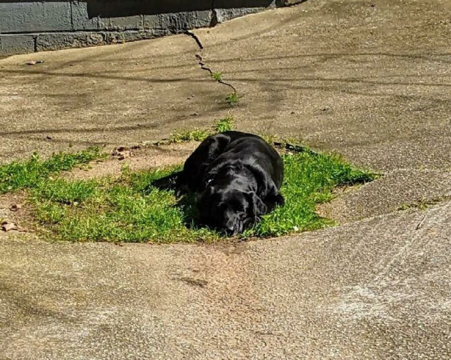 cane isola d'erba in mezzo strada