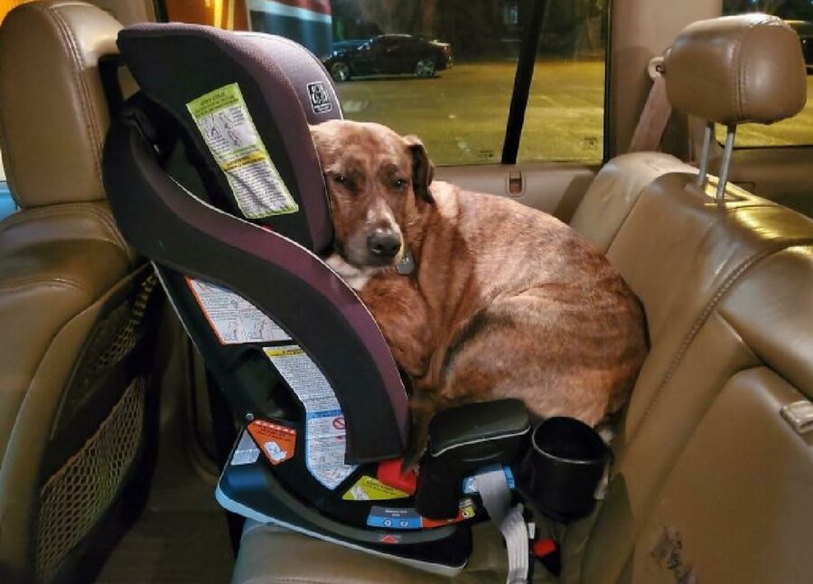 cane cucciolo sopra seggiolino