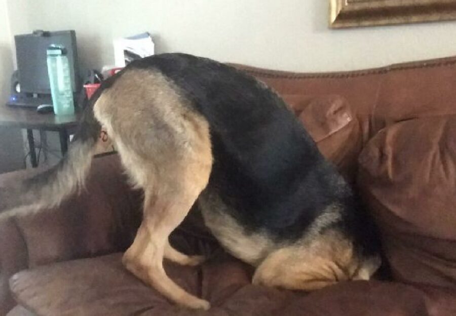 cane mette testa dentro divano