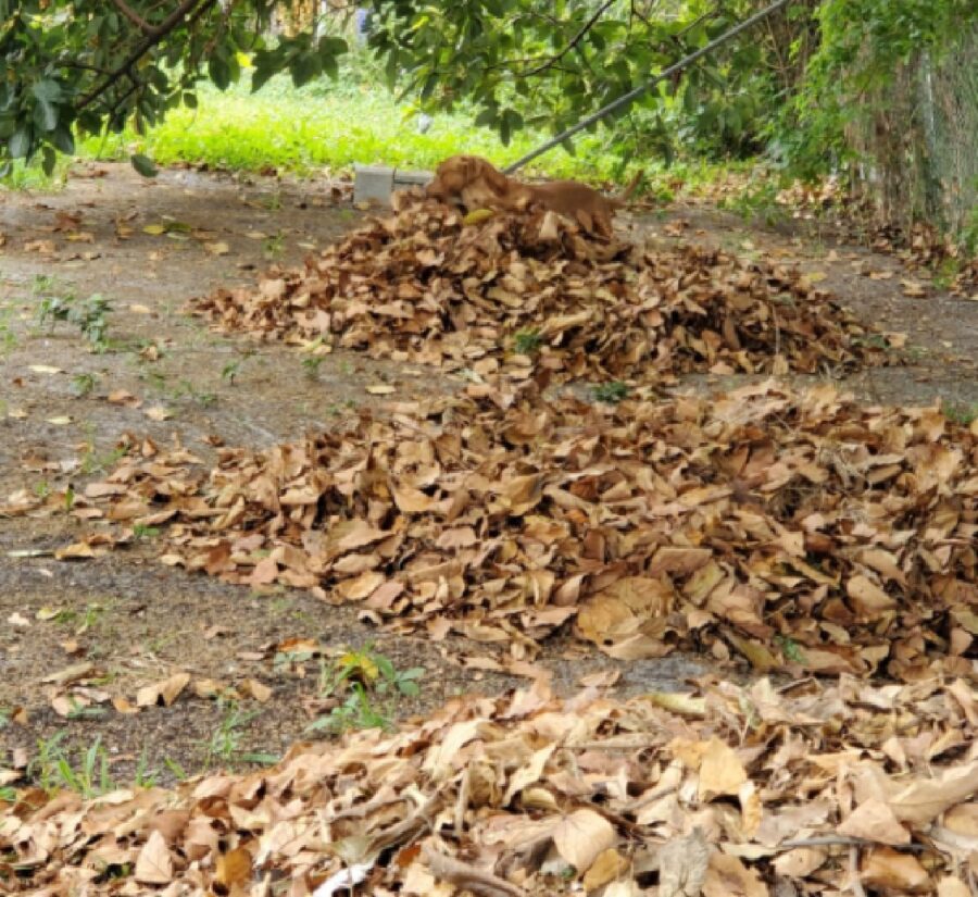 cane fuori in giardino