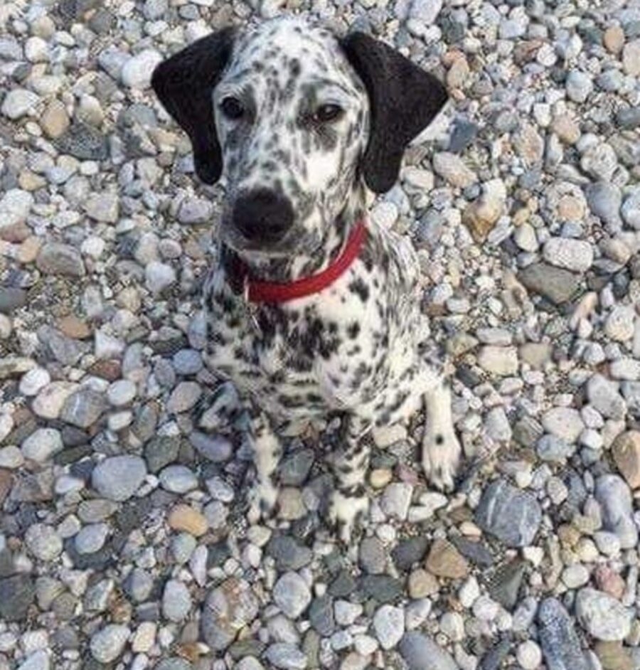 cane dalmata mimetizzato