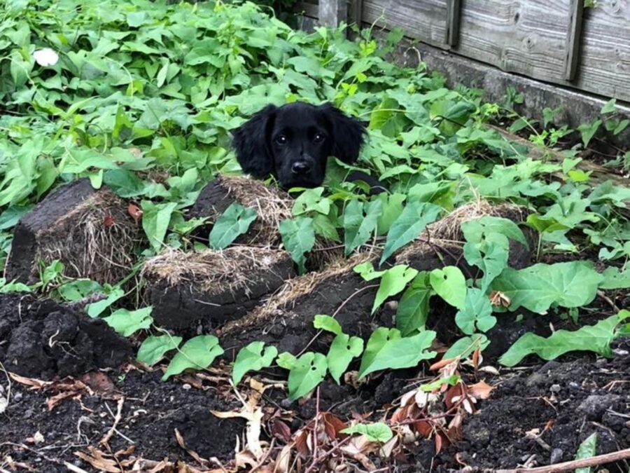 cane ortaggi natura