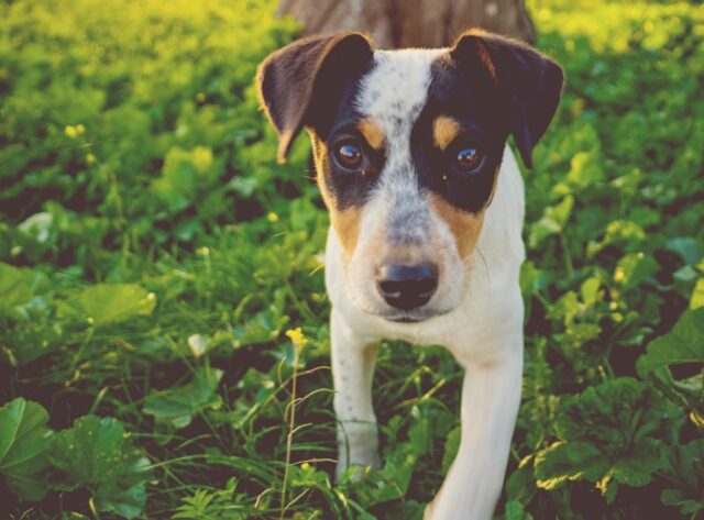 8 esilaranti foto di cani che non devi assolutamente farti scappare