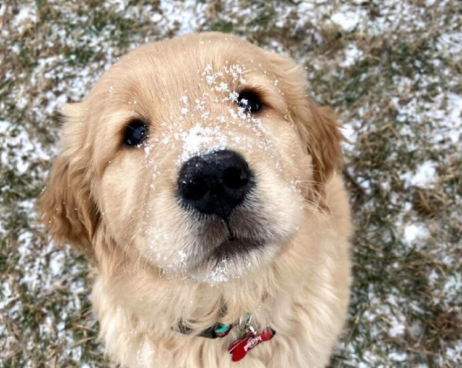 cane neve sul naso