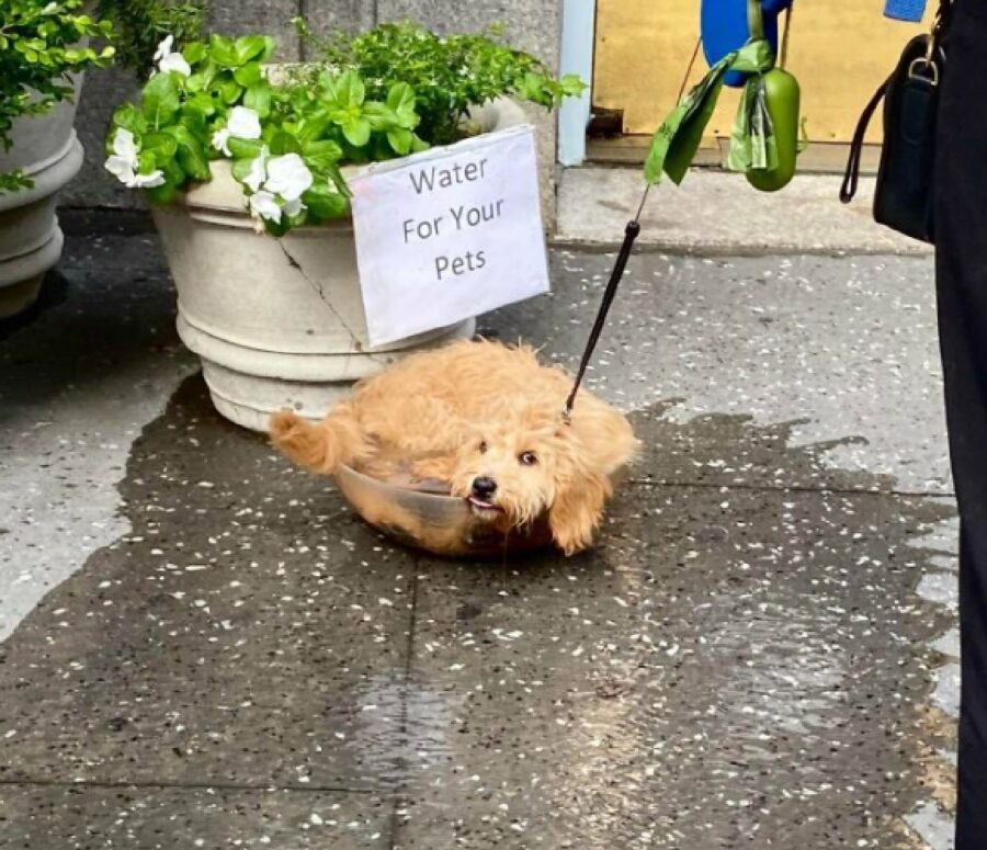 cucciolo dentro bacinella vetro