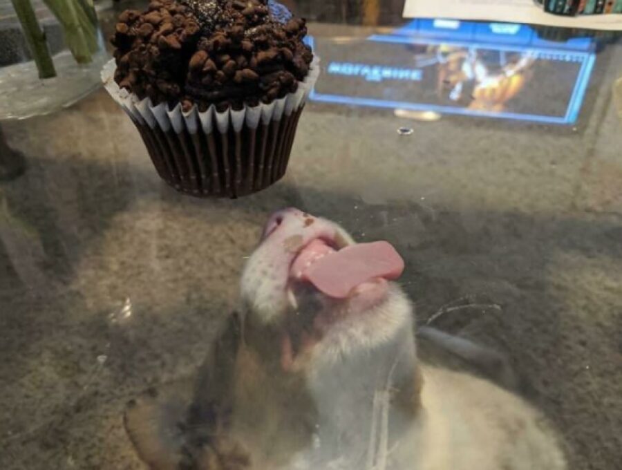 cane lecca fondo tavolo per muffin
