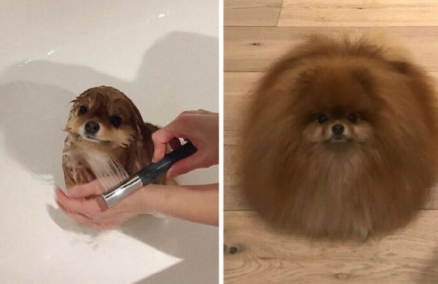 cane prima e dopo doccia