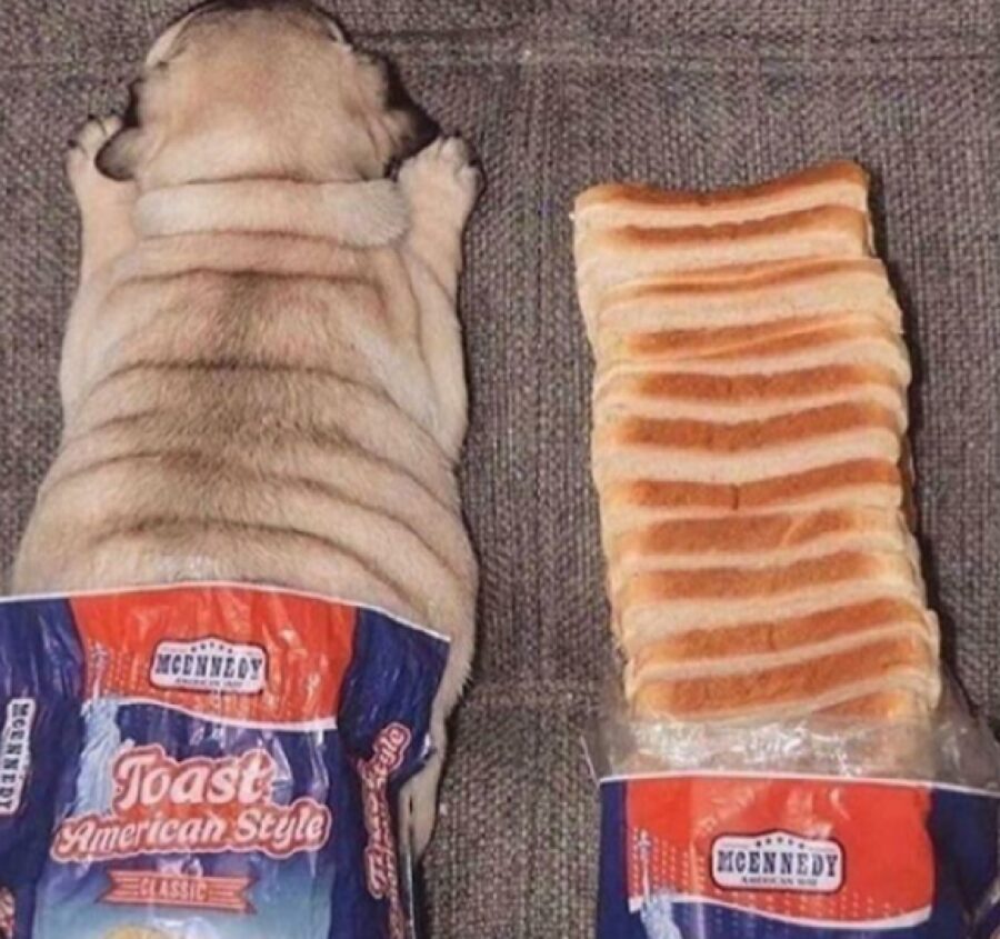 cucciolo di cane assomiglia pane