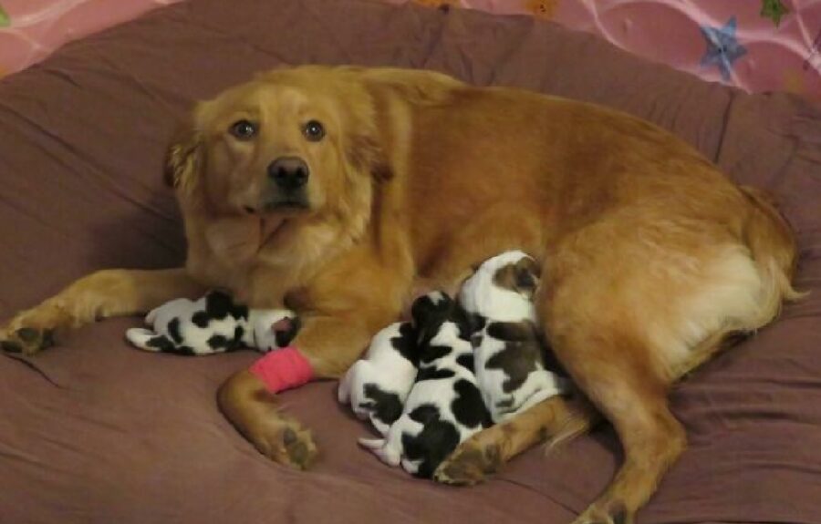 cane insieme cuccioli colore diverso