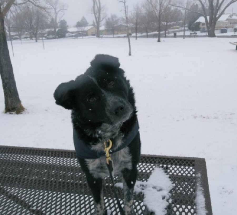 cane nero in mezzo neve