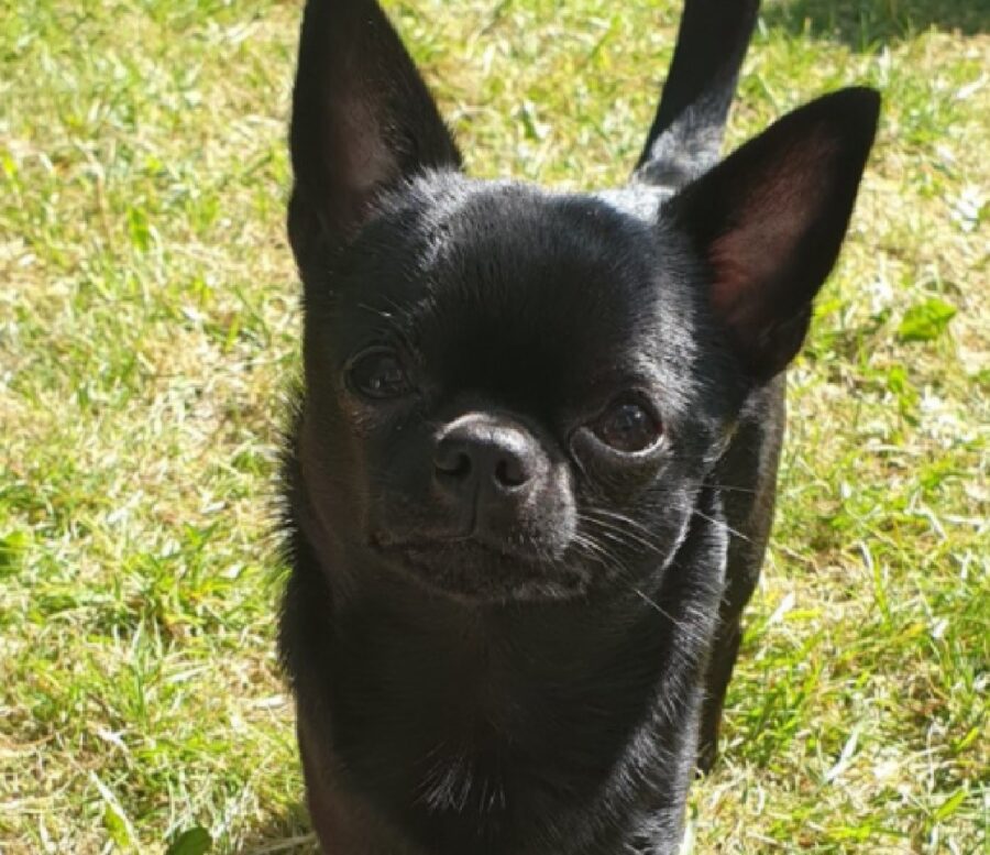 cagnolino nero giornata di sole