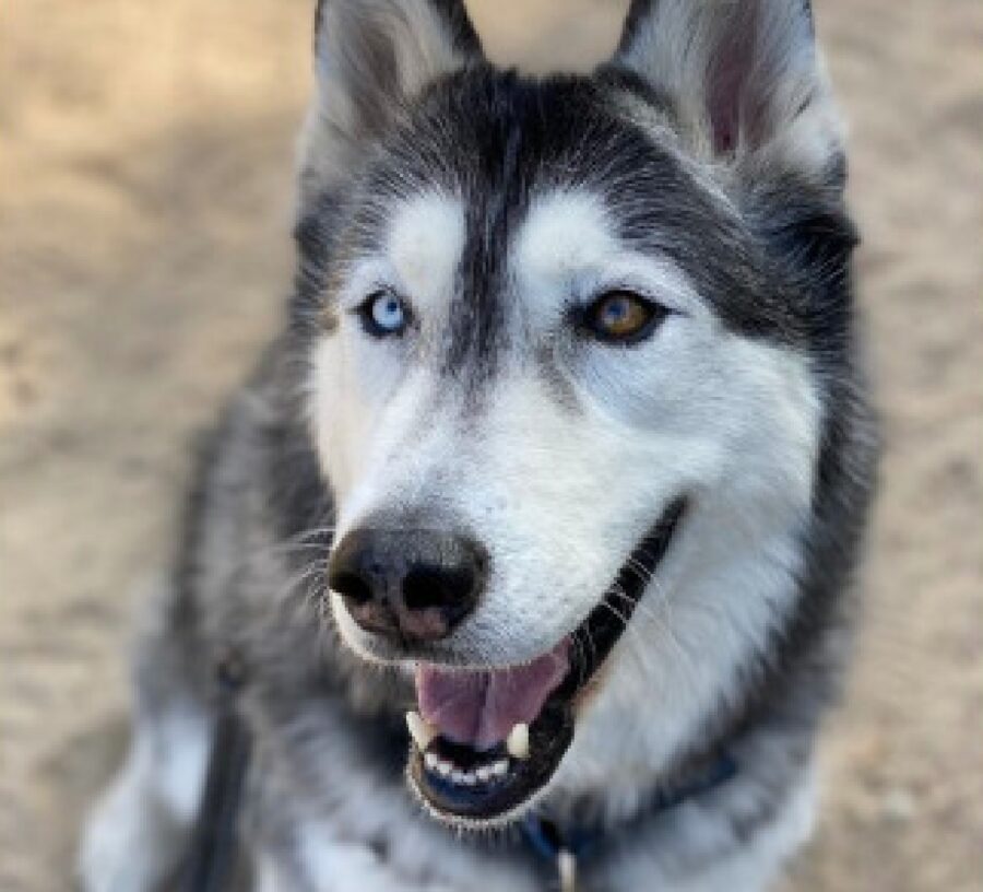 cagnolino husky felice apre bocca