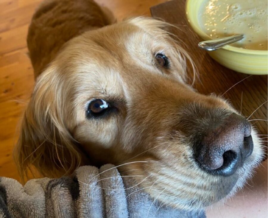 cagnolino golden poggia mento braccio