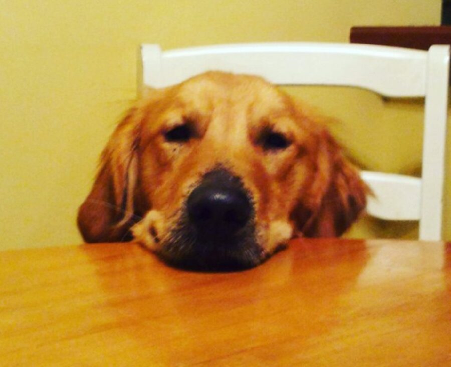 cane poggia proprio mento su tavolino