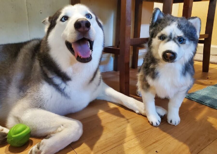 cane husky felice per nuovo amico