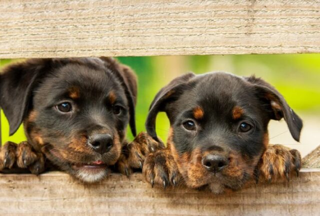 8 foto di cani che si accorgono di avere un fratello gemello